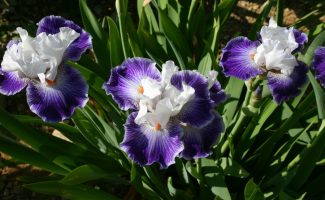 Iris en Vivarais