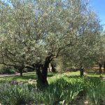 © Visite de l'oliveraie et de la miellerie de l’Oliveraie de la Bastide - C. Boucant