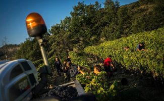 Visite du domaine et dégustation des vins bio du Mas d'Intras