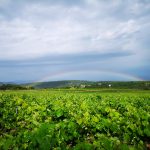 © Panorama vigne - ELDIN