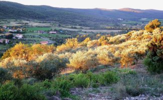 Domaine Oléicole Biologique Pontet Fronzèle : moulin à huile, confiserie d’olives, point vente des produits du domaine