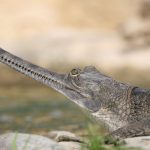 © Séjour aux portes de Provence (3 jours / 2 nuits) - Ferme aux Crocodiles - Réserve Tropicale