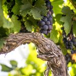 © Un vin bio dans le respect du cadre unique de la vallée de l'Ibie - SAS DUPRE & FILS