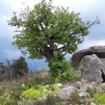© Dolmen du Ranc d'Avène - Ardèche, terre de dolmens