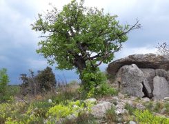 Des dolmens, des racines et des pattes, il y a histoires sous roche