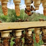 © Miel apiculteur Ardèche France - Laura JACQUET