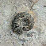 © Ammonite de la Voulte - Muséum de l'Ardèche