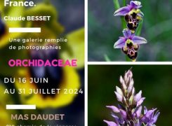 Orchidaceae, exposition photo et botanique sur les orchidées de France par Claude Besset