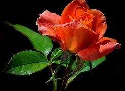 Une rose, un espoir