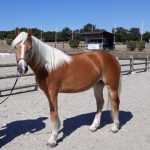 © Ferme Equestre - Equitation Chavetourte - Talagrand