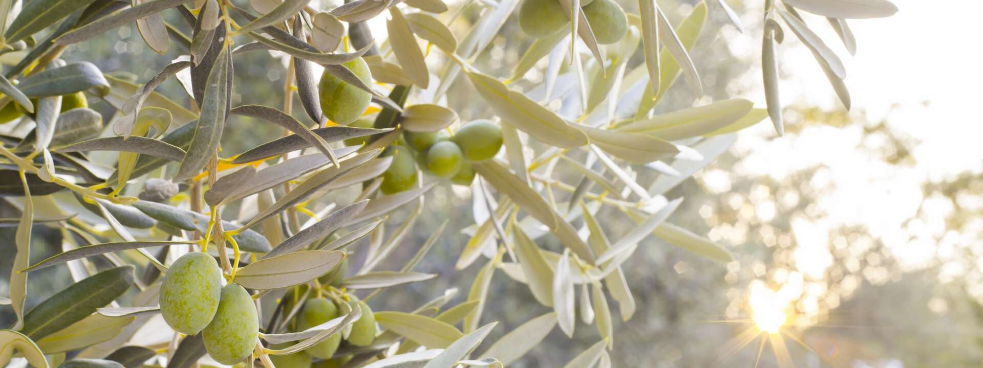 Olives Ardèche