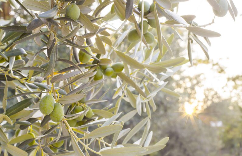 Olives Ardèche