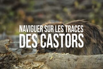 Naviguer sur les traces des castors Micro-Aventure en Ardèche
