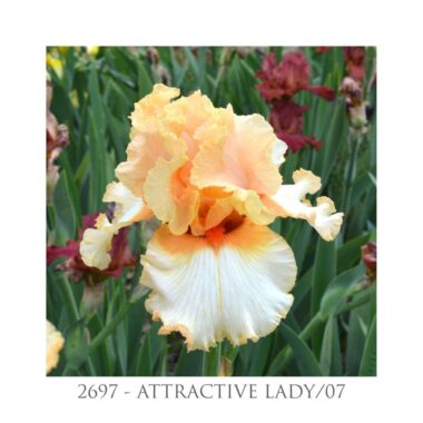 Iris Attractive lady