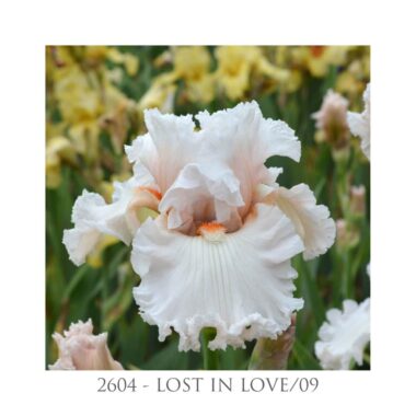 Iris Lost in love