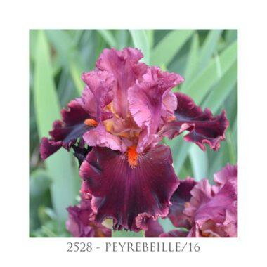 Iris Peyrebeille