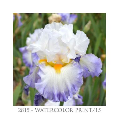 Iris Watercolor print