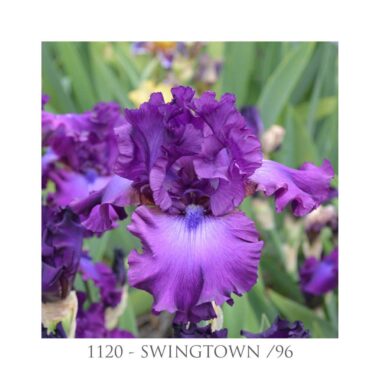 Iris swingtown