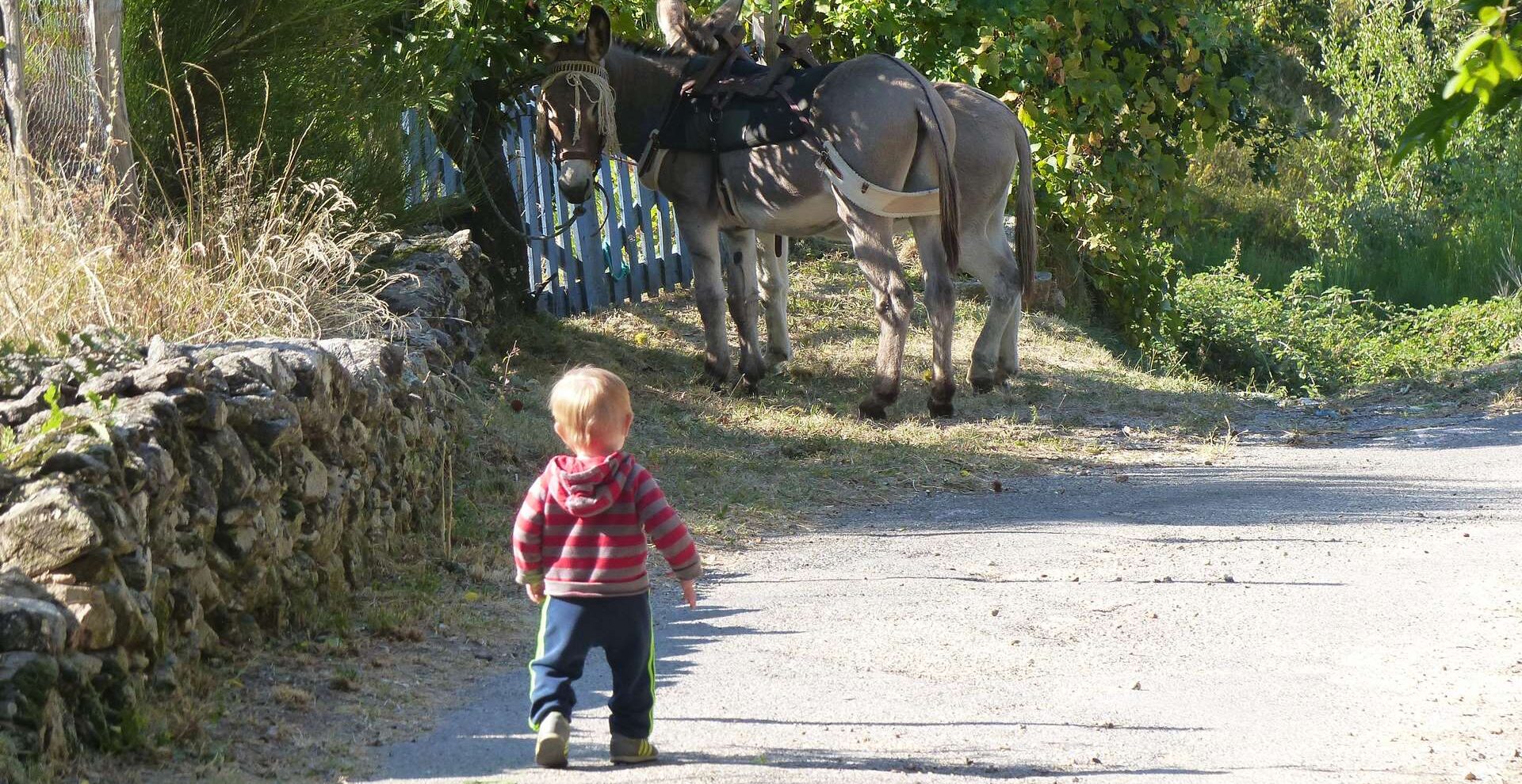 Randonner avec un âne en Ardèche
