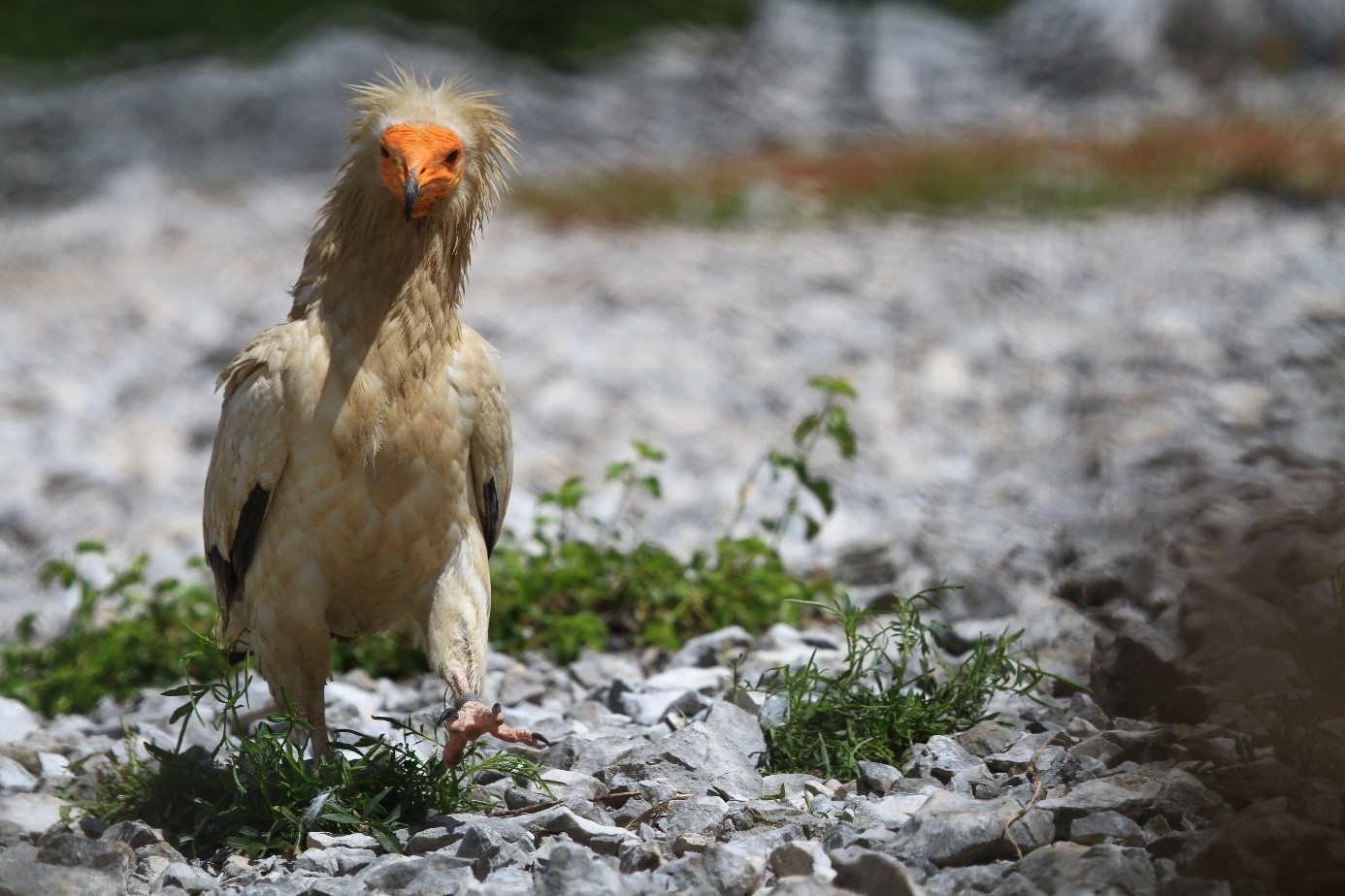 Figure 2 - vautour percnoptère ©Nicolas Bazin - SGGA